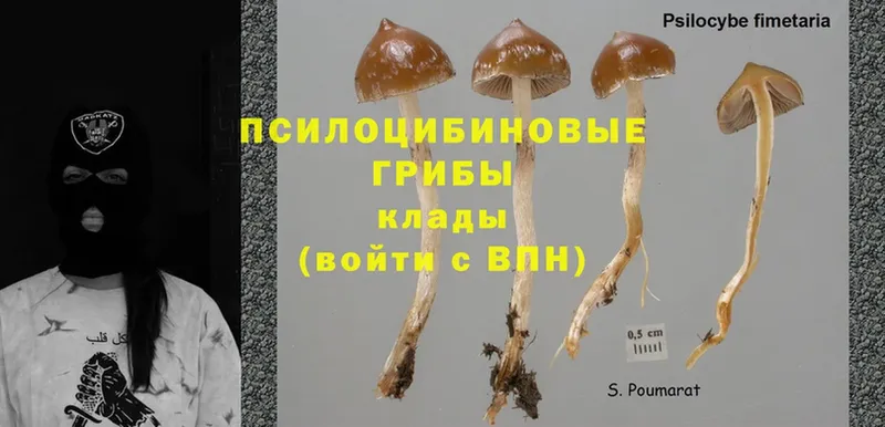 Галлюциногенные грибы Psilocybine cubensis  blacksprut как зайти  Комсомольск 